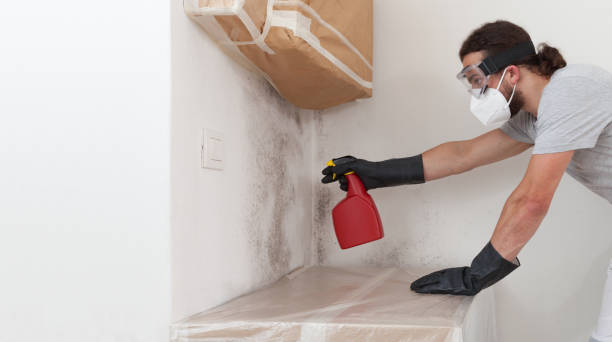 Professional Attic Mold Removal technician working in Churchville, MD