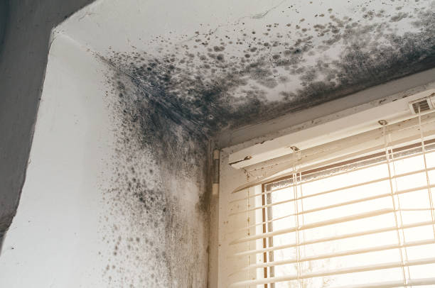 Affordable Basement Mold Removal solutions in Churchville, MD